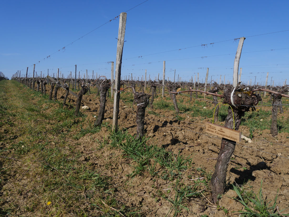 Виноградник на урожай